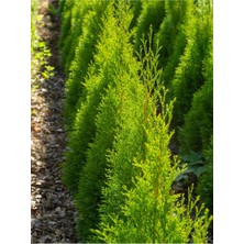 Serada Decor Plant Videolu Limoni Servi Çam Fidanı Salon Çamı (30 40 Cm) 1 Adet Saksılı Cupressus Macrocarpa