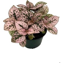 Serada Decor Plant Zarif Yapraklı Pembe Hostes Çiçeği + Tül Kuşkonmaz