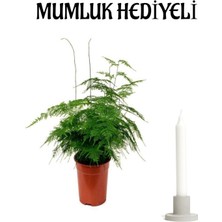 Serada Decor Plant Tül Kuşkonmaz Bitkisi Sevgililer Gününe Özel Hediyelik Mumluk Hediyeli