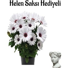 Serada Decor Plant Hediyelik Beyaz Bodrum Papatyası Sevgililer Gününe Özel Helen Saksı Hediyeli