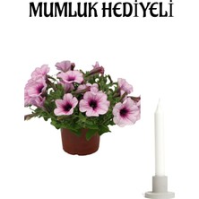 Serada Decor Plant Toz Pembe Petunya Çiçeği Sevgililer Gününe Özel Kurdele Mumluk Hediyeli