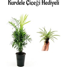 Serada Decor Plant Sevgililer Gününe Özel Şamador Dağ Palmiyesi Bitkisi Kurdele Çiçeği Hediyeli