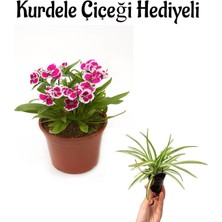 Serada Decor Plant Hediyelik Pembe Çin Karanfili Çiçeği Sevgililer Gününe Özel Kurdele Çiçeği Hediyeli