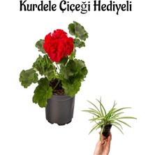 Serada Decor Plant Hediyelik Kırmızı Renk Saradunya Çiçeği Sevgililer Gününe Özel Kurdele Çiçeği Hediyeli
