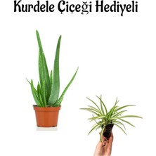 Serada Decor Plant Dolgun Formlu Aleo Vera Bitkisi Sevgililer Gününe Özel Kurdele Çiçeği Hediyeli