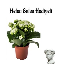 Serada Decor Plant Hediyelik Beyaz Renk Kalanşo(Kalanchoe) Çiçeği Sevgililer Gününe Özel Helen Saksı Hediyeli
