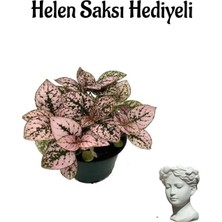 Serada Decor Plant Zarif Yapraklı Pembe Hostes Çiçeği Sevgililer Gününe Özel Helen Saksı Hediyeli