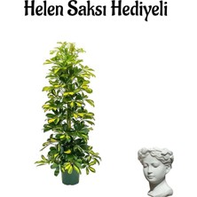 Serada Decor Plant Sevgiller Gününe Özel Parlak Sarı Yapraklı Şeflera Bitkisi Helen Saksı Hediyeli