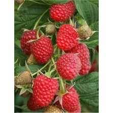 Serada Decor Plant Tüplü Fidan Kırmızı Ahududu Fidanı