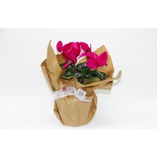 Serada Decor Plant Pembe Siklamen Çiçeği - Sevgililer Günü ve Özel Gün Hediyesi