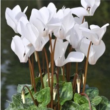 Serada Decor Plant Beyaz Siklamen Çiçeği Hediyelik Çiçek