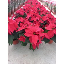 Serada Decor Plant Videolu 1 Adet Atatürk Çiçeği Salon Hediyelik 35-55 cm Saksılı Iç Mekan Bitkileri Poinsettia