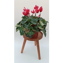 Serada Decor Plant Siklamen Çiçeği Hediyelik Ofis Bitkisi Çiçekli