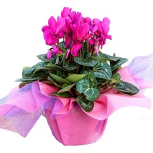 Serada Decor Plant Sıklamen Çiçeği Hediye Paketi Kart Notu Hediyelik Bitki Hediyelik Çiçek