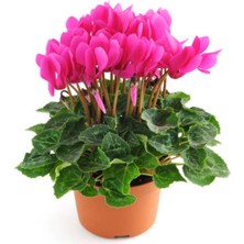 Serada Decor Plant Videolu Göz Alıcı Sıklamen Çiçeği Koyu Pembe (30 45 Cm) 1 Adet Saksılı Cyclamen