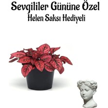 Serada Decor Plant Sevgililer Gününe Özel Kırmızı Renk Hostes Çiçeği Helen Saksı Hediyeli
