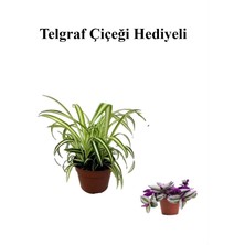 Serada Decor Plant Sarı Yeşil Yapraklı Kurdele Çiçeği Sevgililer Gününe Özel Telgraf Hediyeli