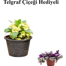 Serada Decor Plant Sarı Çiçekli Milli Dikenler Tacı Kaktüs Sevgililer Gününe Özel Telgraf Hediyeli