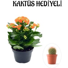 Serada Decor Plant Sevgililer Gününe Özel Turuncu Renk Kalanşo-Emel Hanım Çiçeği Kaktüs Hediyeli