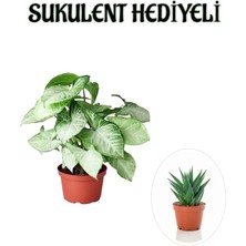 Serada Decor Plant Sevgililer Günü Hediyesi Zarif Yapraklı Melek Kanadı Bitkisi Sukulent Hediyeli