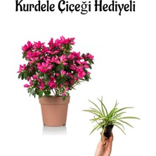 Serada Decor Plant Pembe Renk Açelya Çiçeği Sevgilier Gününe Özel Kurdele Çiçeği Hediyeli