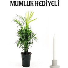 Serada Decor Plant Sevgililer Gününe Özel Şamador Dağ Palmiyesi Bitkisi Mumluk Hediyeli