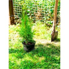 Serada Decor Plant Videolu Limoni Seli Limoni Servi Fidanı (10 15 Cm) 10 Adet Tüplü Dış Mekan Cupressus Macrocarpa