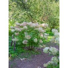 Serada Decor Plant Videolu Çınar Kartopu Çiçeği Beyaz Renkli (30 60 Cm)1 Adet Tüplü Dış Mekan Bitkisi Viburnum Plicatum