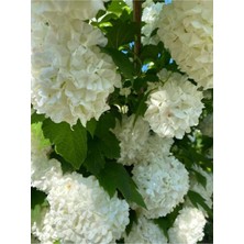 Serada Decor Plant Videolu Yaprak Dökmeyen Kartopu Ağacı Beyaz Renk (70 90CM)1 Adet Dış Mekan Bitkisi Vıburnum Tınus