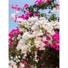 Serada Decor Plant Videolu Çift Renkli Pembe Beyaz Begonvil (40 60 Cm)1 Adet Tüplü Iç/ Dış Mekan Bitki Bougainvillea