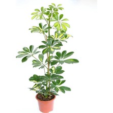 Serada Decor Plant Videolu 5 Parmak Şeflera Bitkisi (60 80 Cm)1 Adet Saksılı Iç Mekan Bitkisi Schefflera