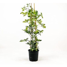 Serada Decor Plant Videolu Şeflera Bitkisi (80 90 Cm)1 Adet Saksılı Hediyelik Ofis Ev Bitkisi Schefflera