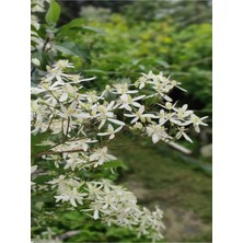 Serada Decor Plant Ada Yasemini Yoğun Kokulu