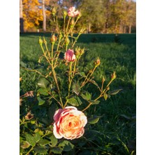 Serada Decor Plant Videolu Gül Fidanı Somon Rengi (40 65 Cm) 2 Adet Saksılı Aşılı Gül Salmon-Colored Rose