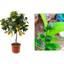 Serada Decor Plant Limon Fidanı Yediveren Mayerlimon Ağacı Fidanı Saksılı 3 Yaş Evde Bakılabilir Bodur (Çiçek Hediyeli)