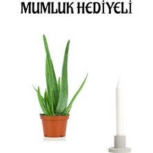 Serada Decor Plant Dolgun Formlu Aleo Vera Bitkisi Mumluk Hediyeli Sevgiler Gününe Özel Hediyeli Bitki