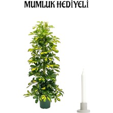 Serada Decor Plant Sarı Alacalı Şeflera Bitkisi Sevgililer Gününe Özel Mumluk Hediyeli Salon Bitkisi