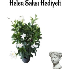 Serada Decor Plant Mis Kokulu Beyaz Renk Mandevilla Çiçeği Sevgililer Gününe Özel Helen Saksı Hediyeli