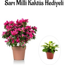 Serada Decor Plant Sevgililer Gününe Özel Pembe Çiçekli Açelya Çiçeği Sarı Milli Kaktüs Hediyeli