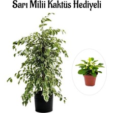 Serada Decor Plant Hediyelik Beyaz Alacalı Benjamin Bitkisi Sevgililer Gününe Özel Sarı Milli Kaktüs Hediyeli