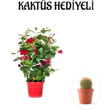 Serada Decor Plant Kokulu Kırmızı Mandevilla Sarmaşığı Sevgililer Gününe Özel Kaktüs Hediyeli