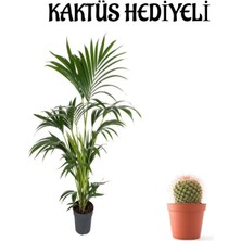 Serada Decor Plant Canlı Yapraklı Areka-Areca Salon Palmiyesi Sevgililer Gününe Özel Kaktüs Hediyeli