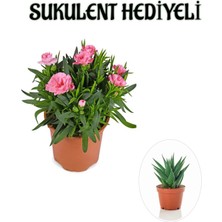 Serada Decor Plant Hediyelik Mis Kokulu Şeker Pembe Karanfil Çiçeği Sukulent Hediyeli