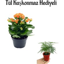 Serada Decor Plant Sevgililer Gününe Özel Hediyelik Tururncu Renk Kalanşo Çiçeği Tül Kuşkonmaz Hediyeli