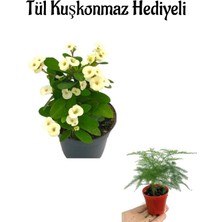 Serada Decor Plant Sevgililer Gününe Özel Beyaz Renk Milli Dikenler Tacı Çiçeği Tül Kuşkonmaz Hediyeli