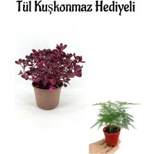 Serada Decor Plant Sevgililer Gününe Özel Iresine Herbtis-Çingene Şalvarı Çiçeği Tül Kuşkonmaz Hediyeli