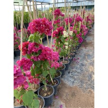 Serada Decor Plant Begonvil (Gelin Tacı) Bougainvillea