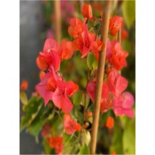 Serada Decor Plant Begonvil Sarmaşığı - Turuncu (80-100CM) Bougainvillea