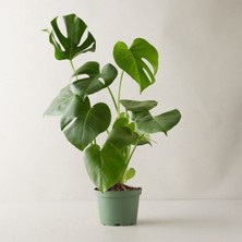 Serada Decor Plant Monstera Deliciosa Deve Tabanı Büyük ve Dolgun Boy 90 - 110 cm