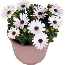 Serada Decor Plant Bodrum Papatyası - Osteospermum - Saksı'da Canlı Çiçek - Beyaz Renk